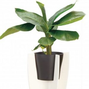 Pflanzgefäß 808 Anthrazit für Plant Stan