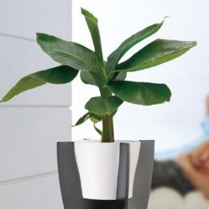 Pflanzgefäß 808 Panna für Plant Stand sc