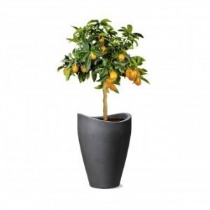 Pflanzgefäß 254 Wave Globe Hig