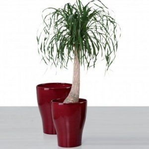 Pflanzgefäß XXL Dark Red