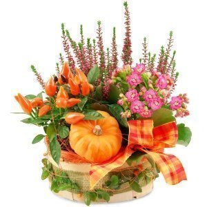 Pflanzgesteck Kürbis