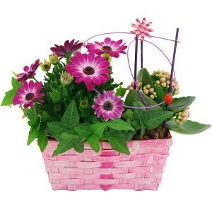 Pflanzgesteck Romantik