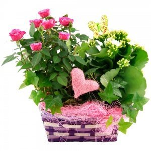 Pflanzgesteck Rosenwiese