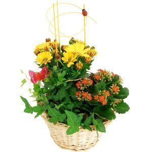 Pflanzgesteck Sommerkorb