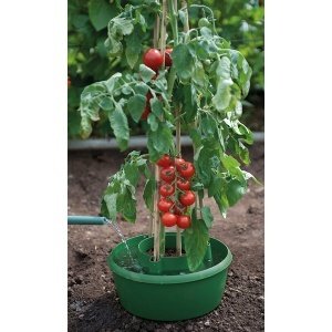 Pflanzring und Bewässerungshilfe für Tom