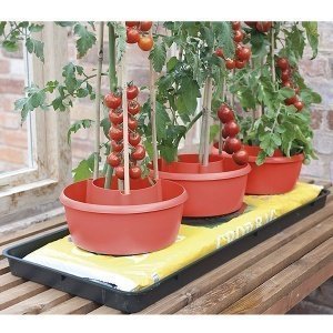 Pflanzring und Bewässerungshilfe für Tom