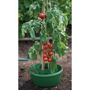 Pflanzring und Bewässerungshilfe für Tom