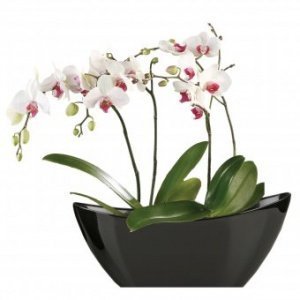 Pflanzschale Wave 230 Bright Black