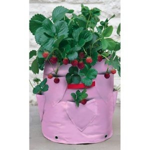 Pflanztasche für Erdbeeren und Kräuter, 2er-Pack, pink