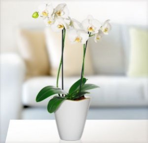 Phalaenopsis "Bristol " mit Übertopf
