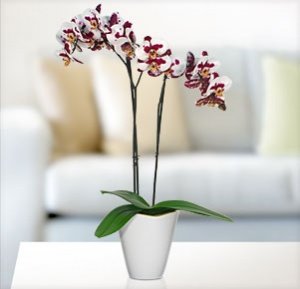 Phalaenopsis "Elegant Polka " im Übertop
