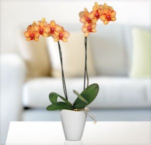 Phalaenopsis "Kaleidoscope " im Übertopf