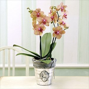 Phalaenopsis "Kaleidoscope®" im silber Ü