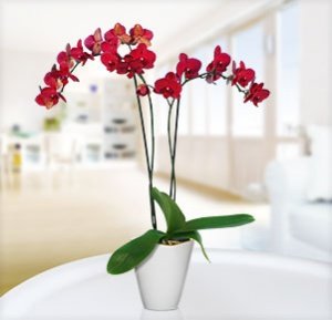Phalaenopsis "Montreux " im Übertopf