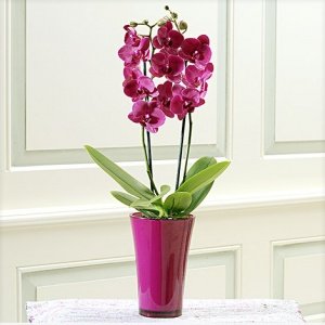 Phalaenopsis "Montreux®" im fuchsia Über