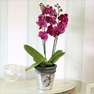 Phalaenopsis "Montreux®" im silber Übert