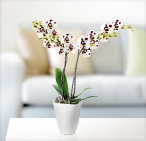 Phalaenopsis Multiflora "Elegant Polka" 