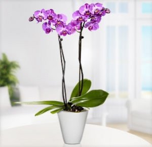 Phalaenopsis "Pink Twilight" im Übertopf