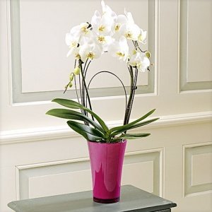 Phalaenopsis "Rainbow®" im fuchsia Übert