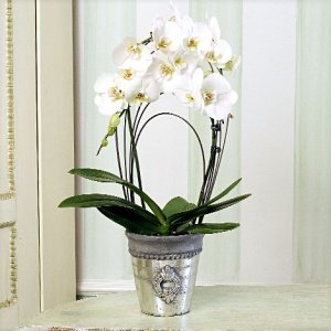 Phalaenopsis "Rainbow®" im silber Überto