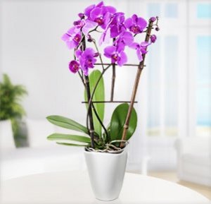 Phalaenopsis pink am Spalier im Übertopf