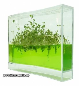 Plantarium - Das originelle Planzenzucht