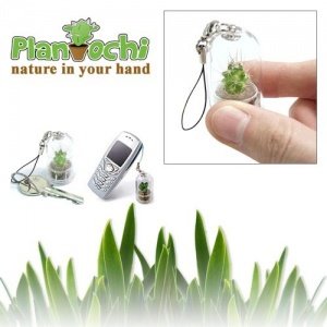 Plantochi Pflanzen