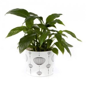 POTTERY SHIRT Blumenmanchette BALLOON/M