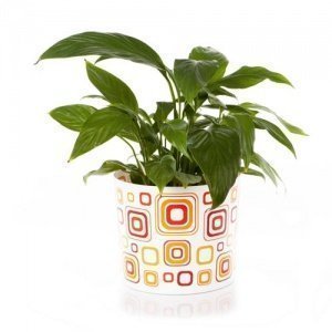 POTTERY SHIRT Blumenmanchette CUBE/ S