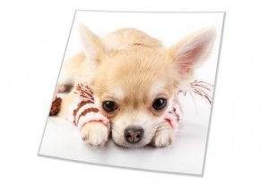 Pro Quadratische 13x13