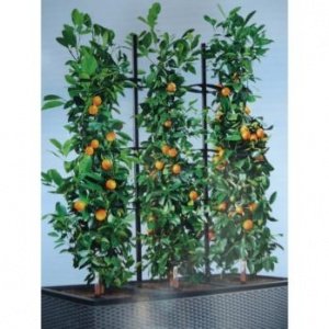 Rankgitter f. Cottage Trio 40 von Lechuz