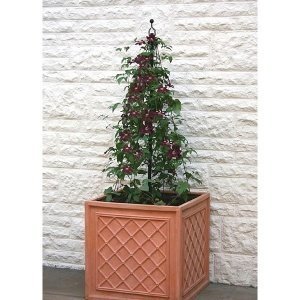 Rankhilfe "Maypole" für Blumenkübel