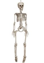 Realistisches Skelett 90 cm