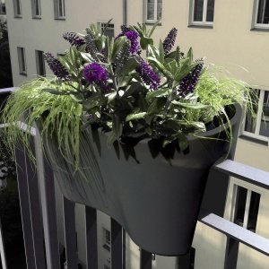 rephorm Blumenkasten STECKLING DUO anthr