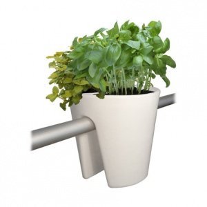 Steckling Pflanzbehälter