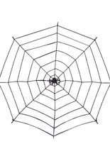 Riesen Spinnennetz mit Spinne