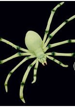 Riesenspinne nachtleuchtend