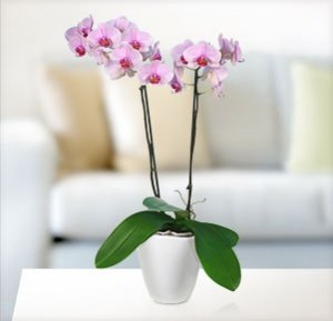 Rosa Orchidee im Übertopf