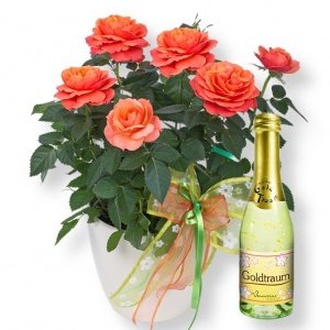 Rose orange im Topf und Goldtraum-Piccol