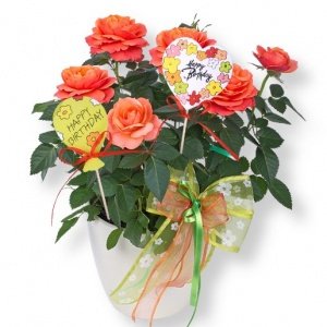 Rose orange im Topf und Happy Birthday-E