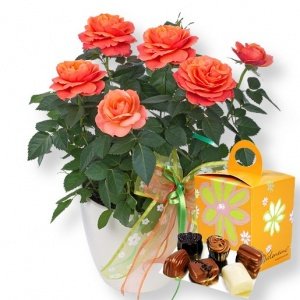 Rose orange im Topf und Valentino-Pralin