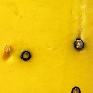 Safran Pecorino Ennese Piacentinu Safran