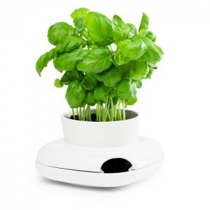 Sagaform HERBS & SPICES Kräutertopf groß