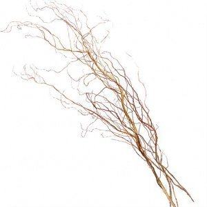 Salix Matsudana Korkenzieher Weide 120cm