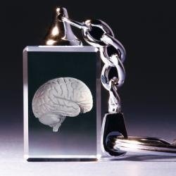 Schlüsselanhänger - Gehirn anatomisch