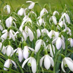 Schubladenregal mit 9 Fächern von Nordal