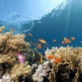 Sea Life Erlebnisgeschenke