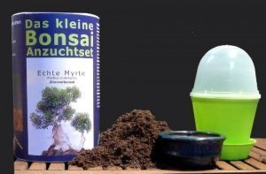 Seedeo Das kleine Bonsai Anzuchtset