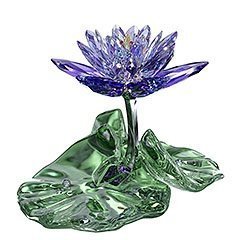 Seerose, Blue Violet