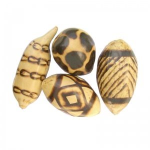 Set von Baobab Schoten 